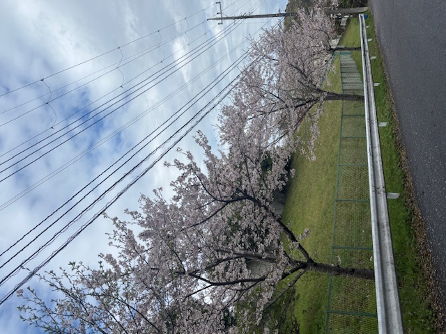桜の季節になりました❀