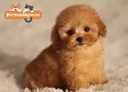 ポジション（求人タイトル）- newest