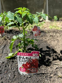 畑に苗を植えました😊🌱