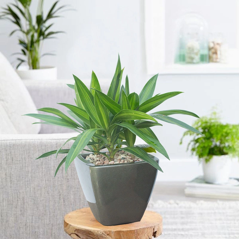 ★★★★★★★