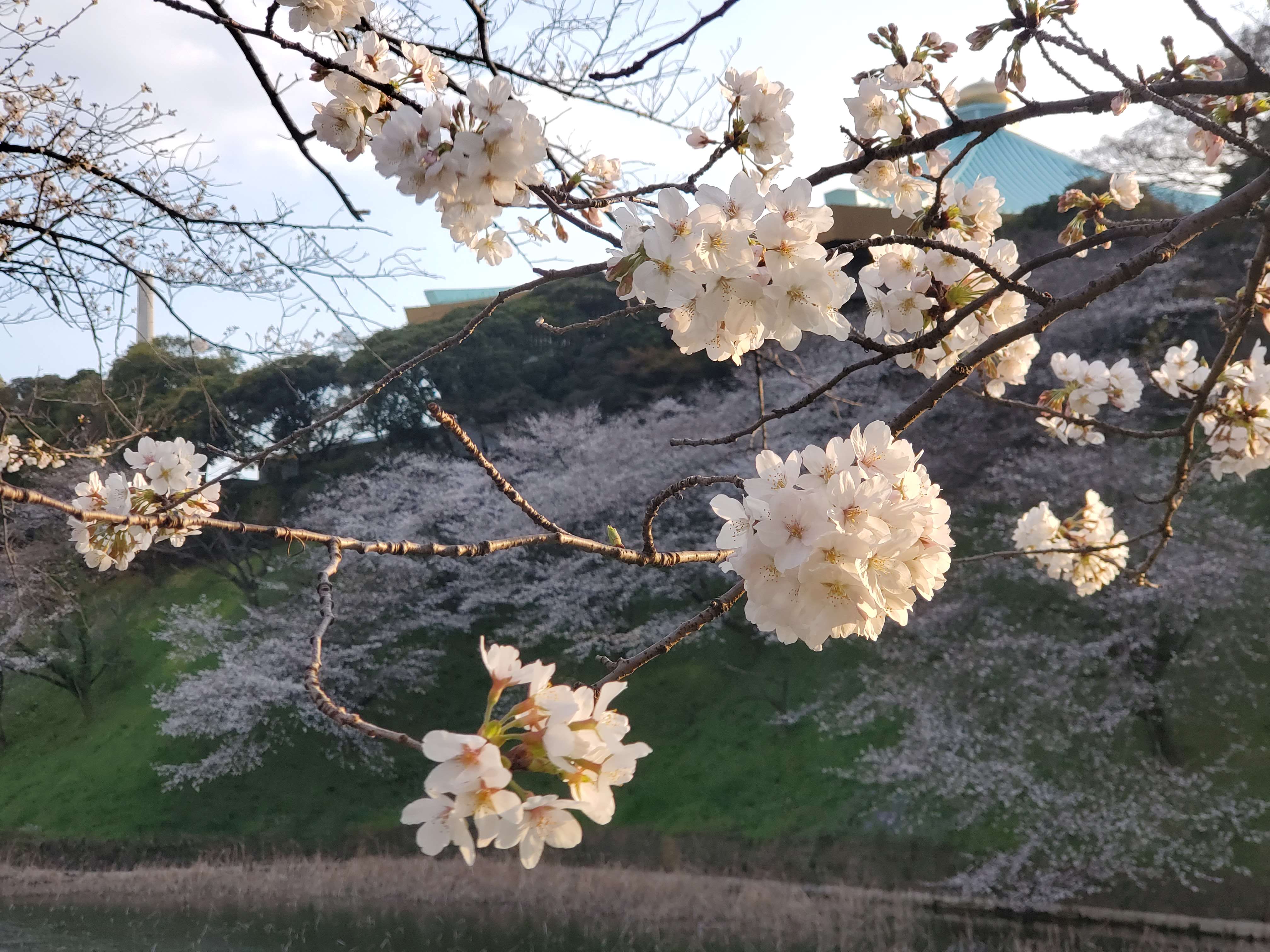 桜の季節です