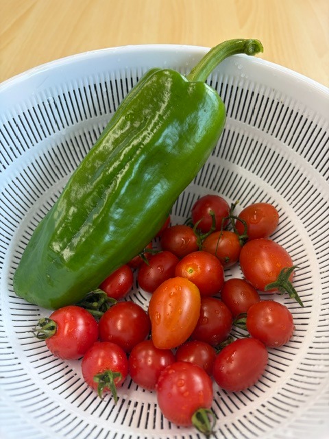 畑の野菜を収穫しました！🍅